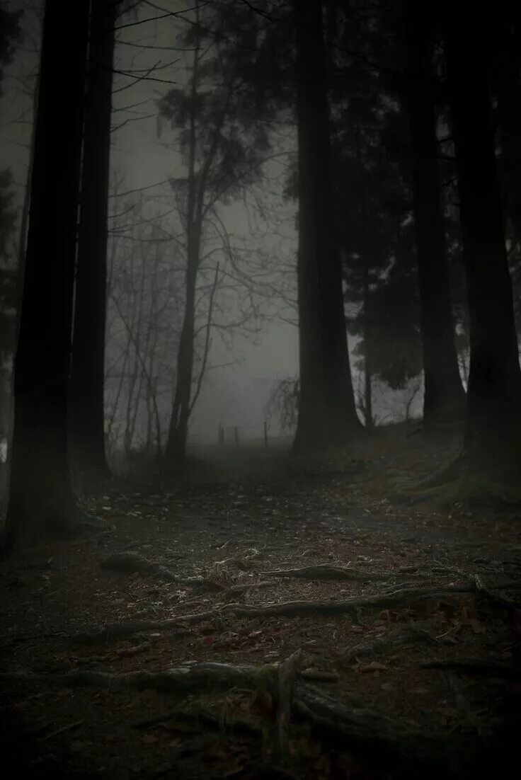 Ужасные ночные. Темный лес the Woods 2005. Туманный лес Слизерин. Лес темный страшный. Жуткое место в лесу.