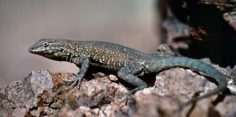 Side blotched lizard photos found on the web.