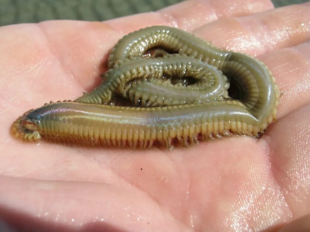 Морской червь размер. Полихета нереис. Многощетинковые черви нереис. Зеленый нереис червь.