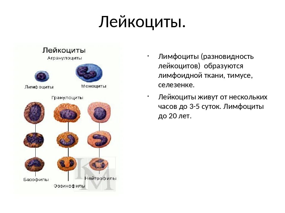 Лейкоциты строение клетки. Клетки крови человека лейкоциты лимфоциты. Строение лейкоцитов образование. Строение лейкоцитов человека схема.
