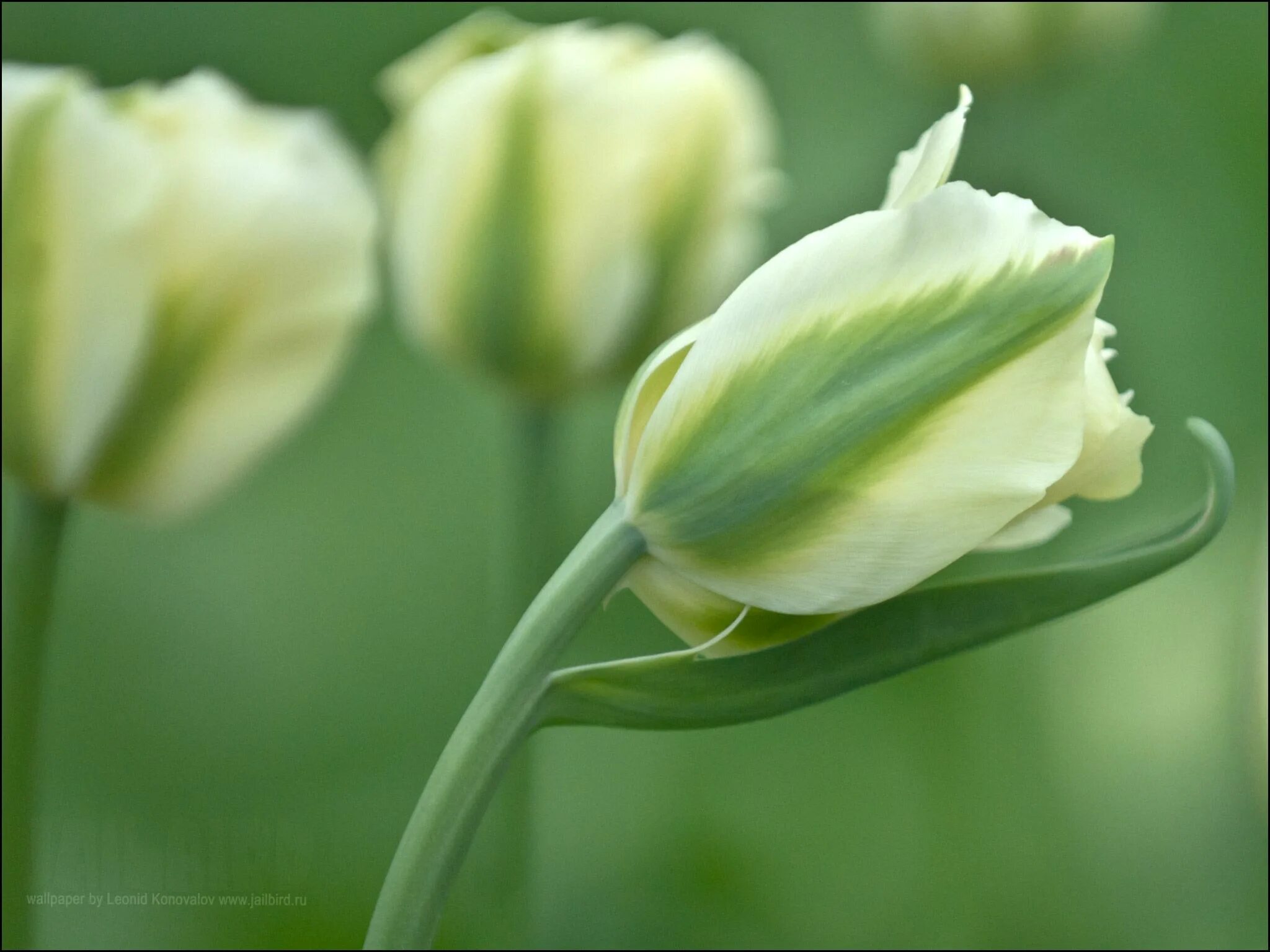 Тюльпан зеленоцветный грин спирит. Тюльпаны бело зеленые. Тюльпан сорт ‘spring green’. Тюльпан зеленоцветный грин спирит. Тюльпан грин вейв.