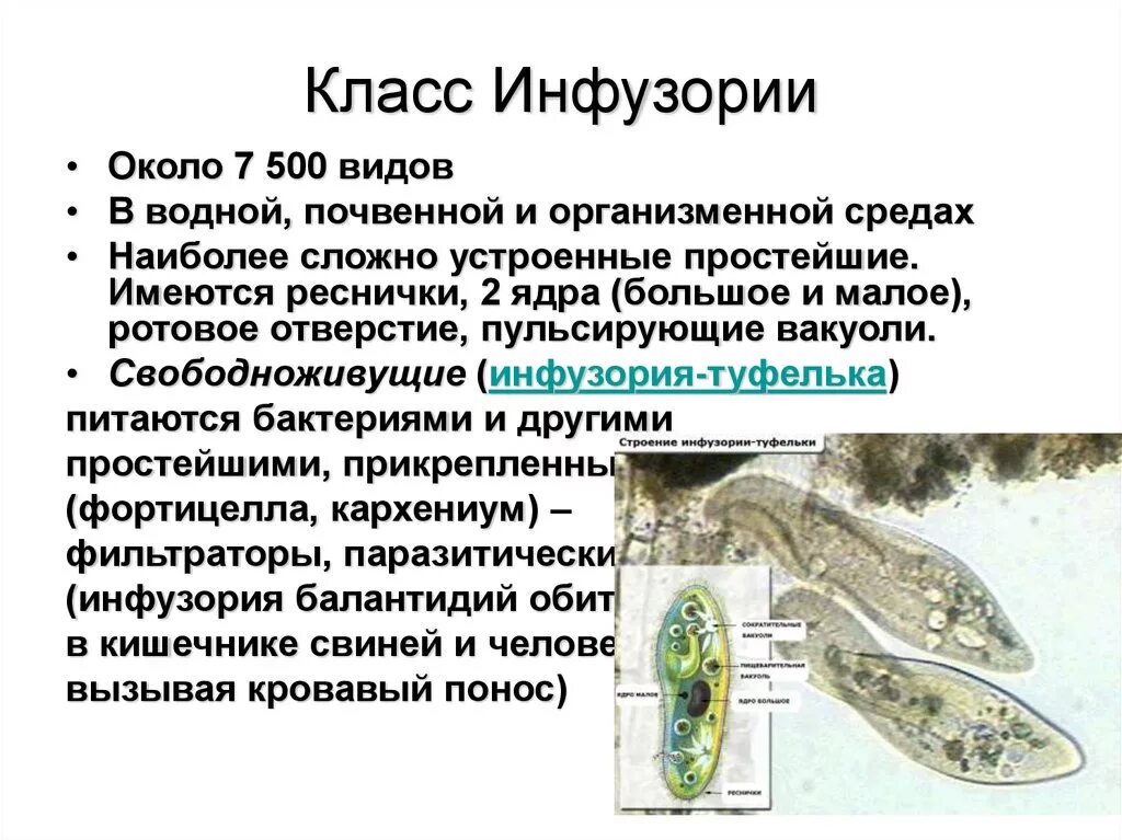 Инфузория туфелька тип питания