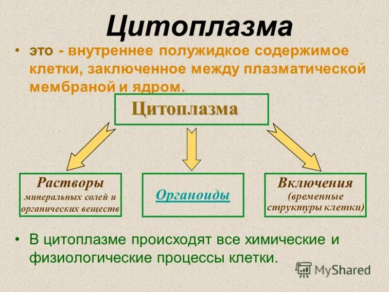 Физиологические процессы клеток. Полужидкое содержимое клетки. Внутреннее содержимое клетки полу. Внутреннее полужидкое содержимое клетки называется. Физиологические процессы клетки.