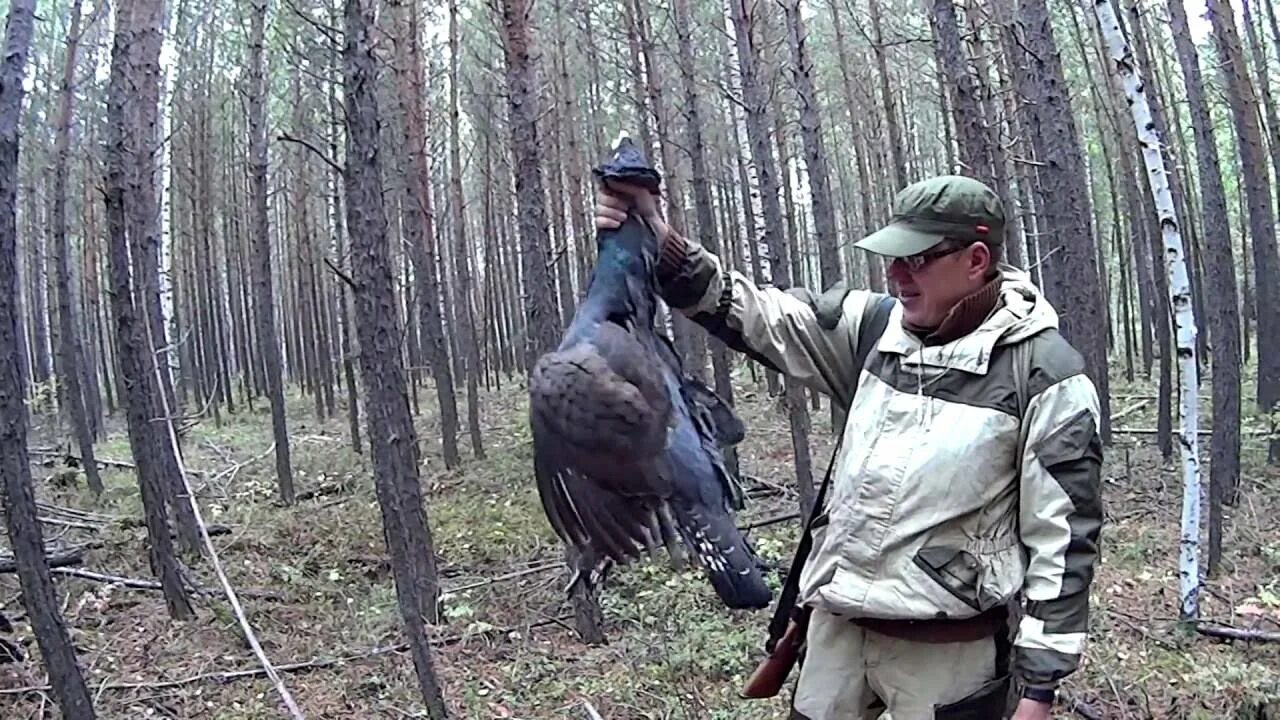 Копченый глухарь. Глухарь Мошник. Добыча Глухарь Глухарь. Охота в лесу.