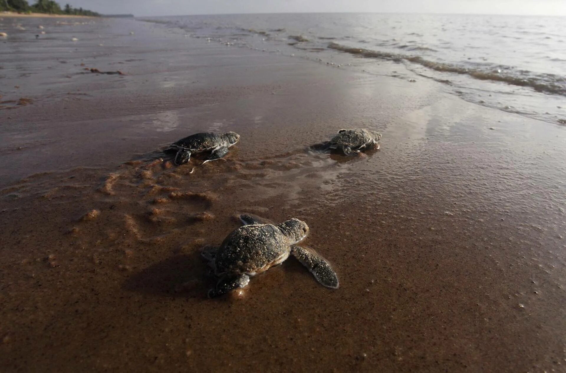 Заповедник галиби Суринам. Морская черепаха откладывает яйца. Черепашки бегут к морю. Черепашки вылупляются и бегут к морю. Черепахи быстро бегают