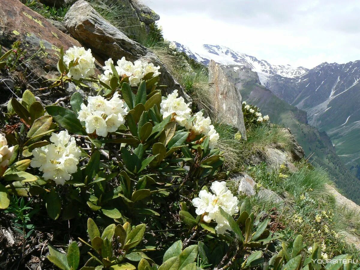 Кавказский биосферный заповедник. Цветение рододендрона лаго наки. Растения северного кавказа. Горные целебные растения кавказа. Горные луга приэльбрусья.