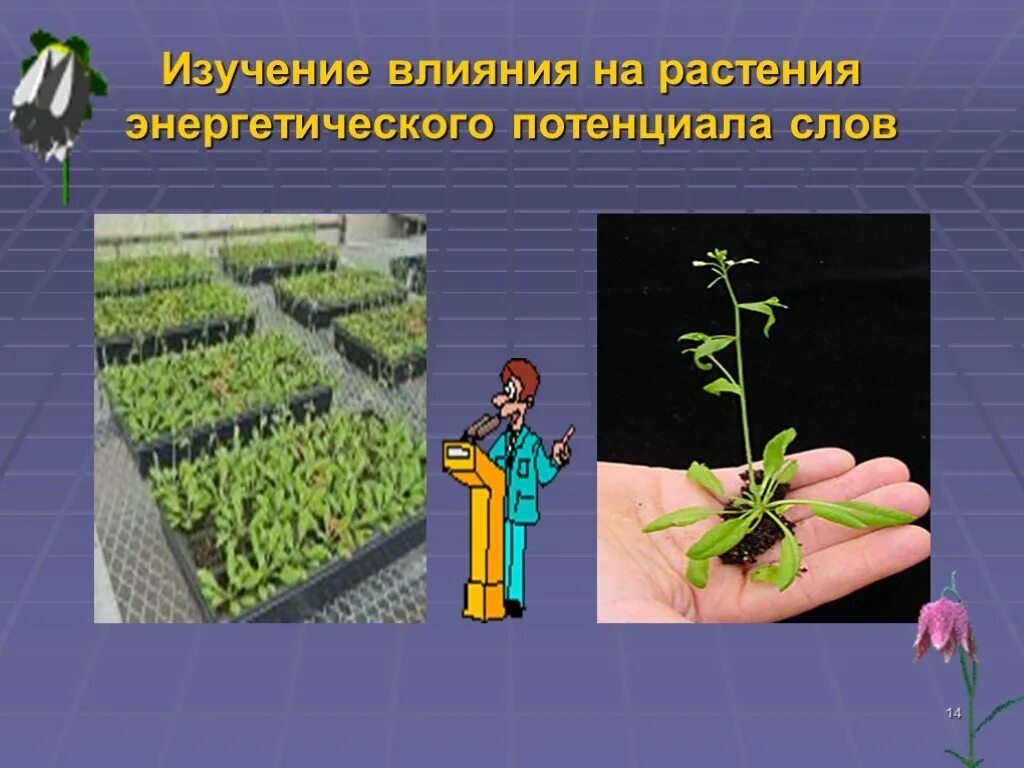 Потенциальное растение. Влияние слов на растения исследование. Электрическое воздействие на растения. Необычные способы воздействия на растения. Микроволны воздействия на растения.