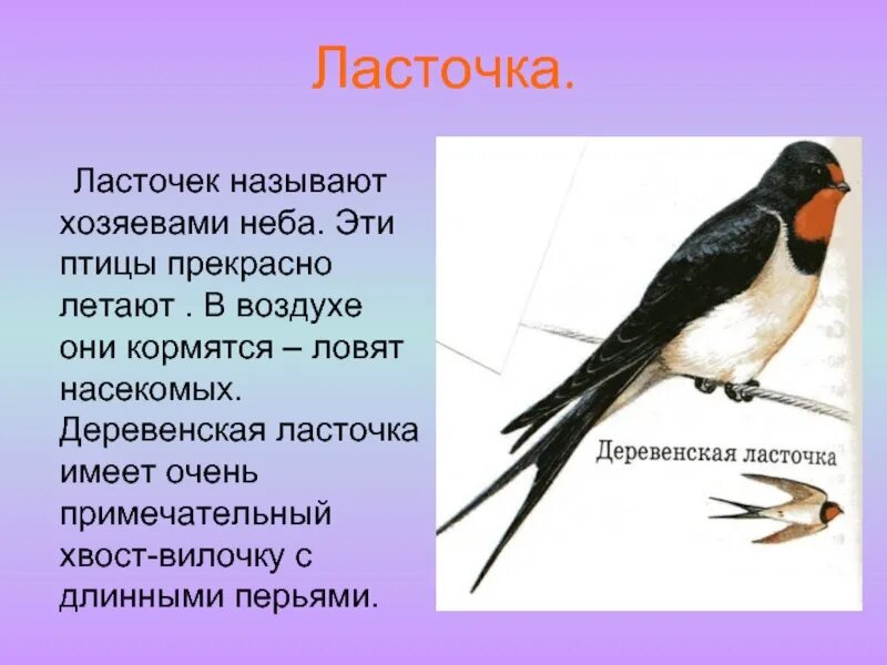 Птицы 5 класс 8. Интересные факты о Ласточках. Ласточка птица описание. Доклад про птиц. Описание ласточки.