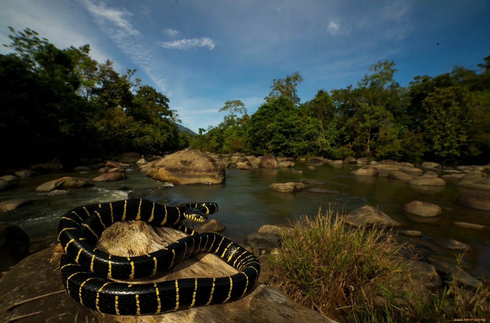 Змеи в тропическом лесу. Река Амазонка змея Анаконда. Анаконда в джунглях. Питон ТИТАНОБОА. Анаконда в джунглях амазонки.