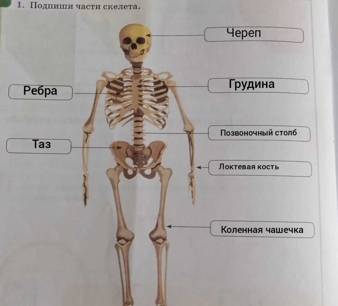 Какое строение имеет скелет. Части скелета. подписать части скелета. школьный скелет. подпиши части скелета обозначенные на рисунке цифрами.