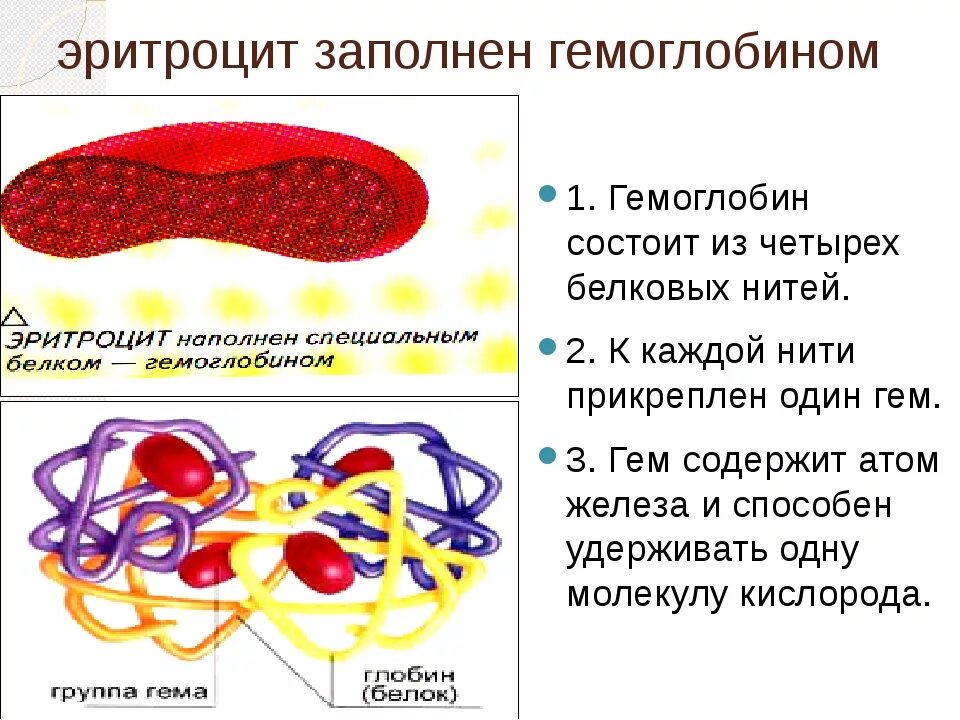 Строение эритроцита и гемоглобина. Гемоглобин а1 субъединицы. Схема строения эритроцита. Строение эритроцитов в крови.