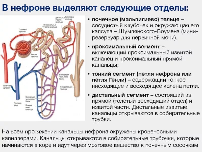 Процесс в собирательной трубочке