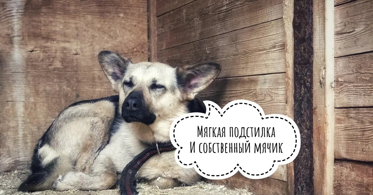 О чем мечтает собака. Мысли собаки. Собака мечты. Мысли бездомной собаки. Собака мечтает.