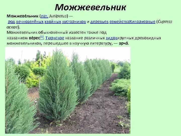 Род вечнозеленых кустарников и деревьев