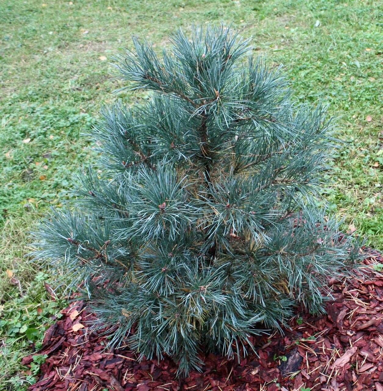 Сосна ватерери купить. Pinus Sylvestris Watereri. Сосна обыкновенная Ватерери. Сосна Горная Ватерери. Пинус сосна Ватерери.