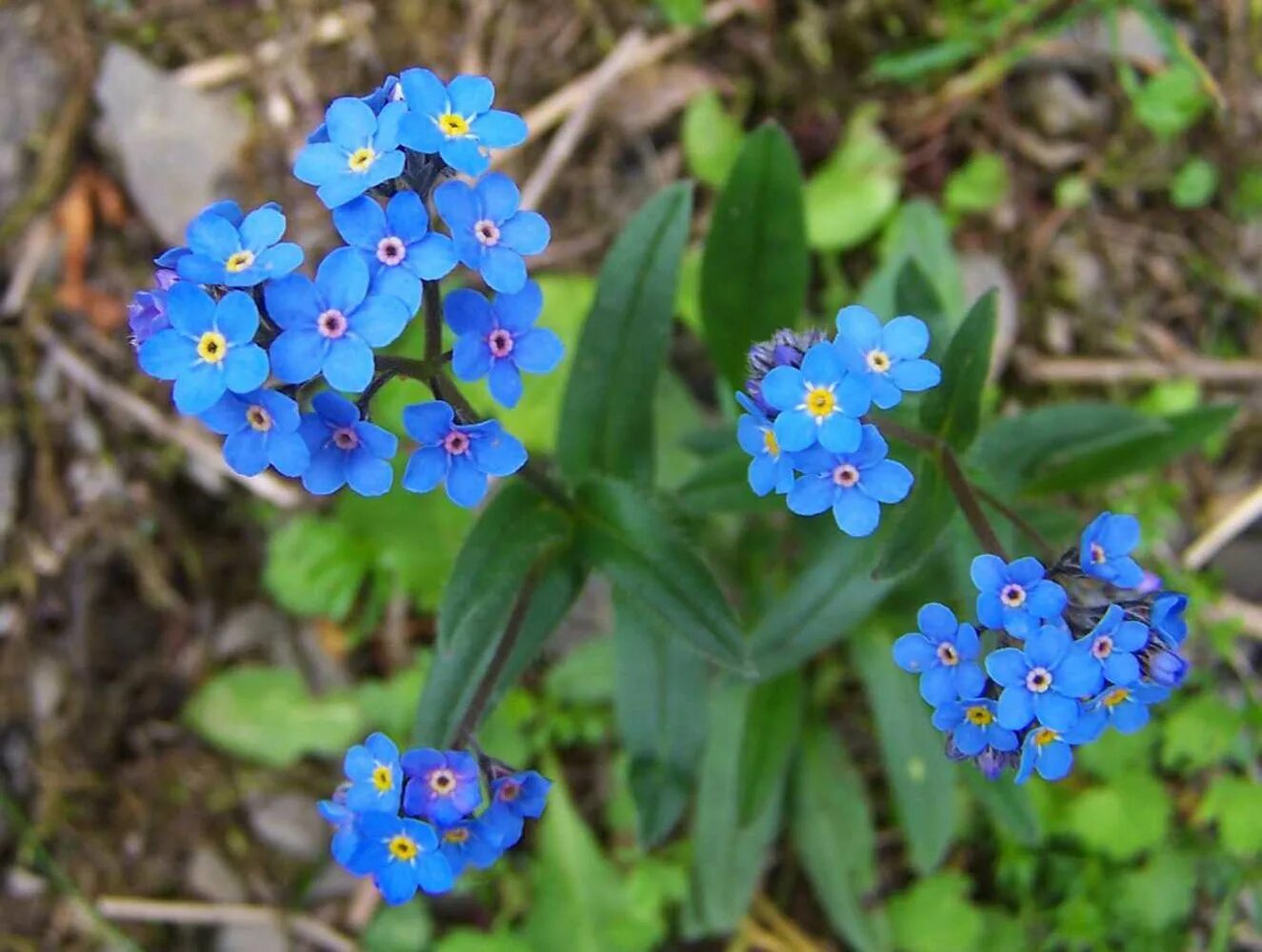 Альпийская Незабудка многолетник. Незабудка мелкоцветковая (Myosotis micrantha).. Незабудка Альпийская (Myosotis alpestris). Незабудка Лесная Форгетминот. Незабудка в саду