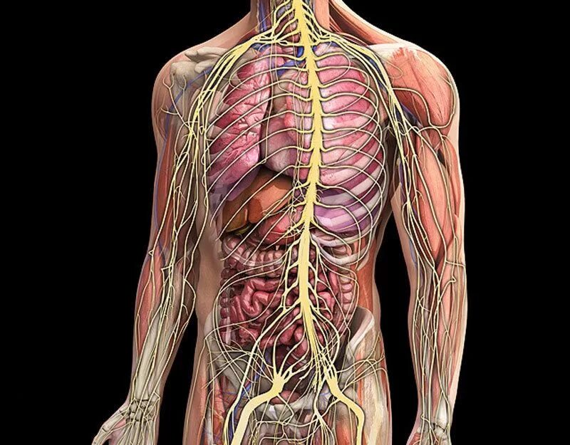 Анатомия человека. Тело человека анатомия. Челок анатомия. Внутренняя система человека. Множественный организм