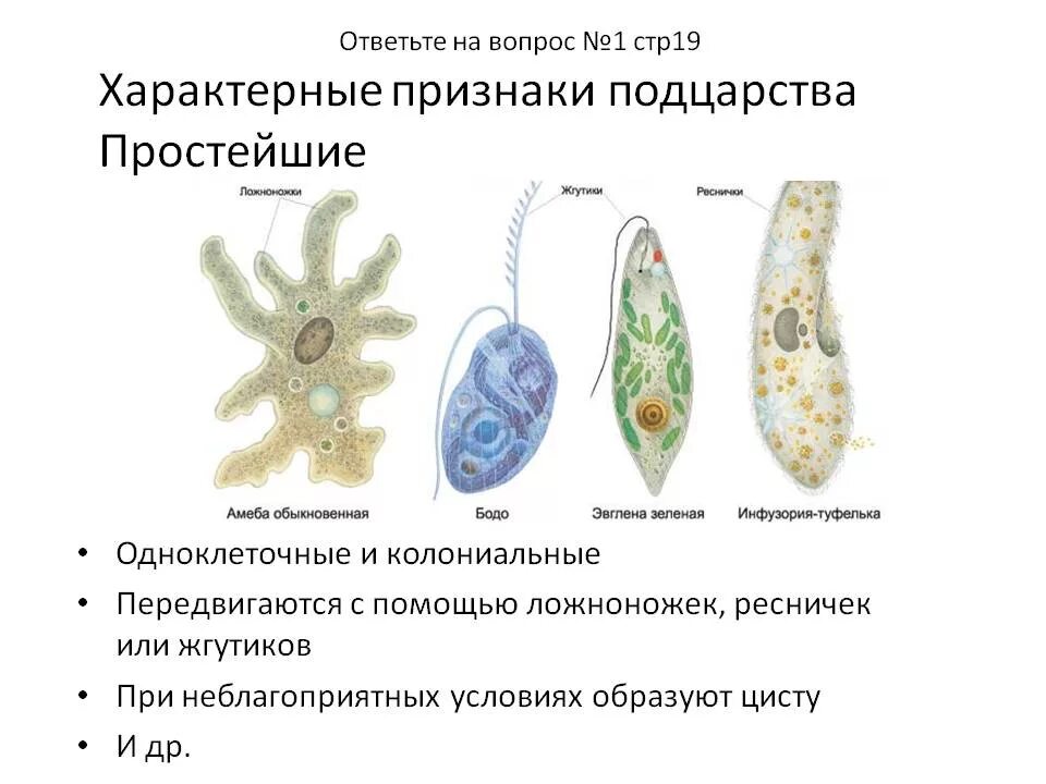 Какие есть группы простейших. Общая характеристика подцарства одноклеточных животных. Признаки подцарства одноклеточных. Общая характеристика подцарства одноклеточных 7 класс. Общая характеристика подцарства простейшие 7 класс биология.