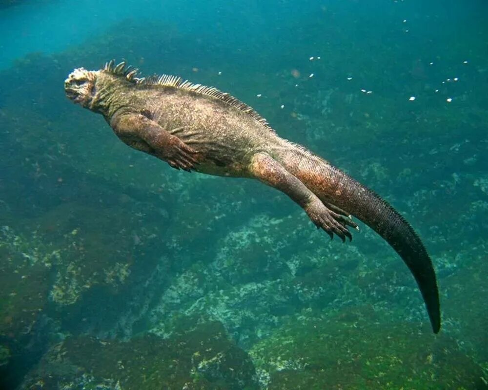 Плавающая ящерица. Галапагосские острова игуаны. Галапагосская морская ящерица. Галапагосские острова плавающие игуаны. Морская игуана на Галапагосах.