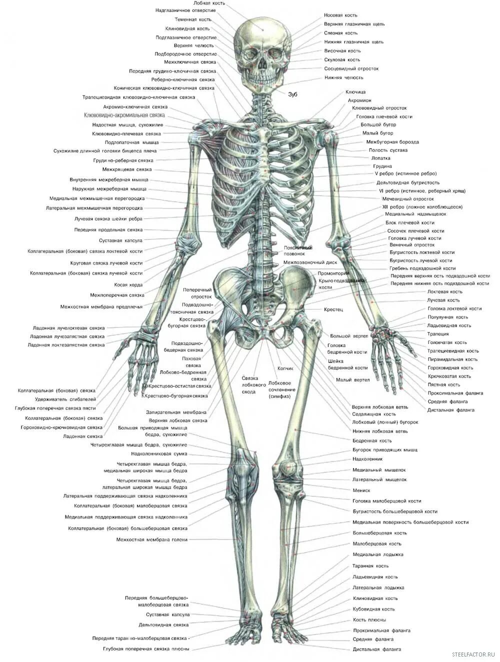 Подпишите названия костей скелета. Строение костей скелета. Анатомическое строение скелета человека. Строение скелета кости. Анатомия скелета человека с названиями костей.