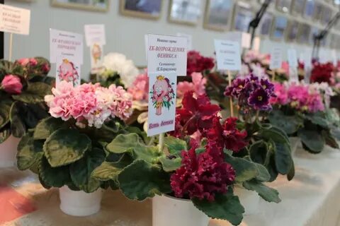 Выставки фиалок в москве в 2024 году