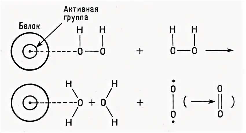 Схема строения иона. Электронная схема для иона железа +3. схема строения иона железа +3. в составе какой белковой молекулы имеется железо.