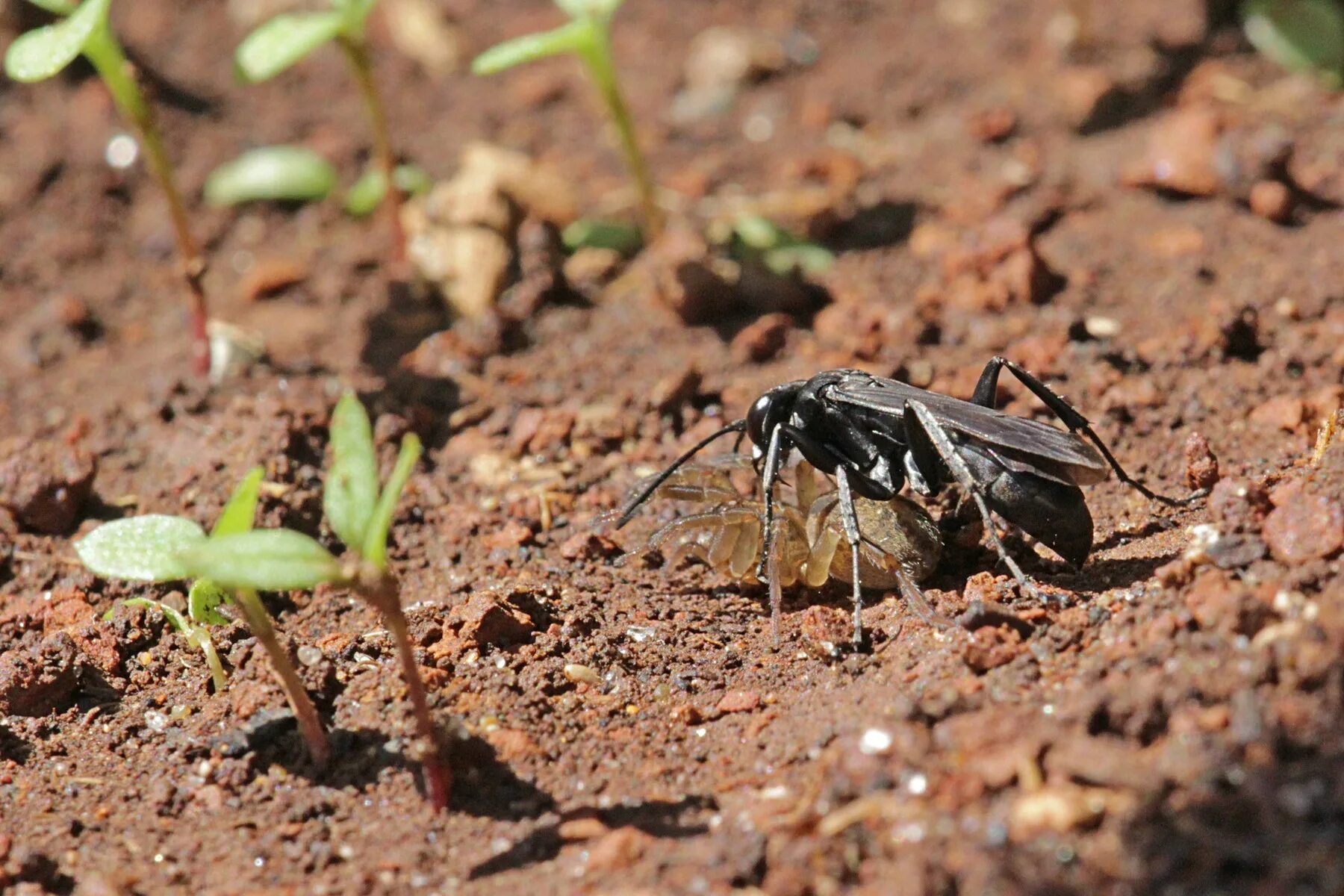 оса ординер гнездо. Wasp оса. 10 сантиметровая оса. оса с длинными лапами. осы.