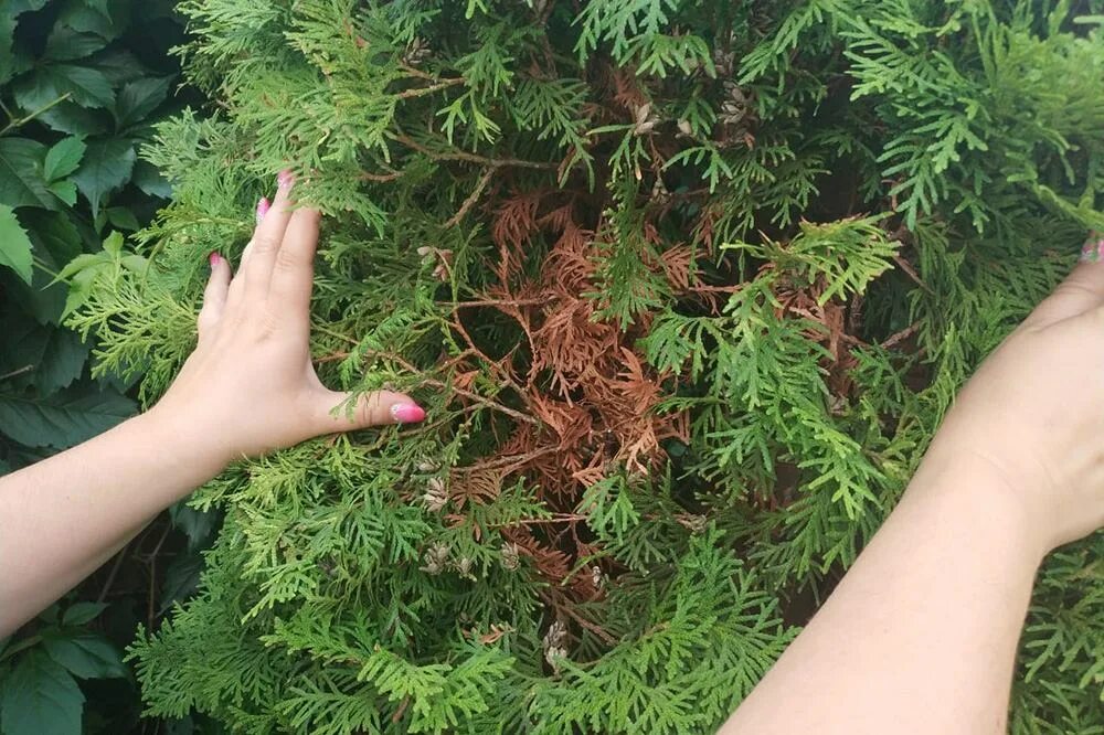 Почему нельзя тую дома