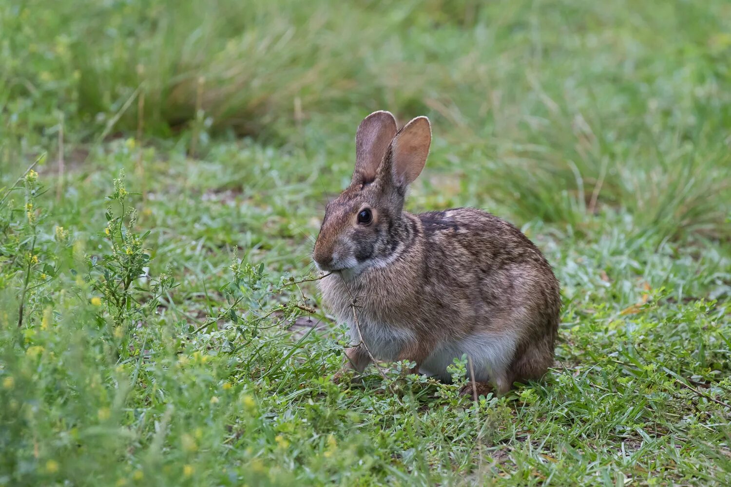 Болотный заяц. Кустарниковый кролик (Sylvilagus Brasiliensis). Sylvilagus aquaticus. Sylvilagus aquaticus болотный кролик. Swamp Rabbit.