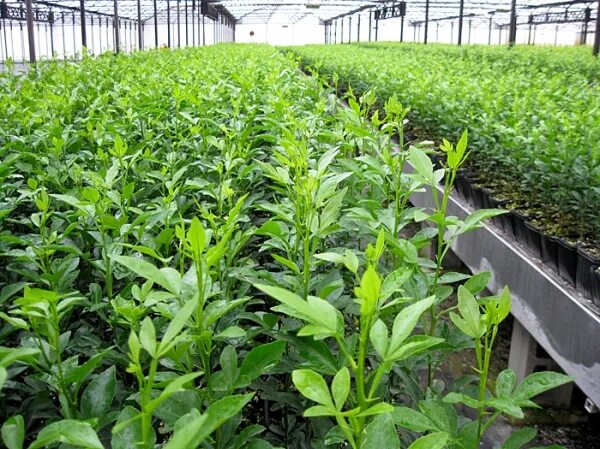 Plant resources. Tr 52 Plant. Genetic resources of Plants. Nurseries of seedlings in Germany.