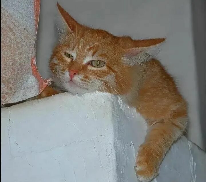 Кот напускавший дремоту в русской народной. Рыжий кот на печке. коты на печке. кот дремлет. печка с кошкой.