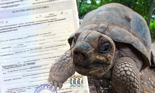 Можно в самолет черепаху. Транспортировка сухопутной черепахи. сухопутная черепаха в самолете. сухопутные черепахи на птичьем рынке. перевозка рептилий.