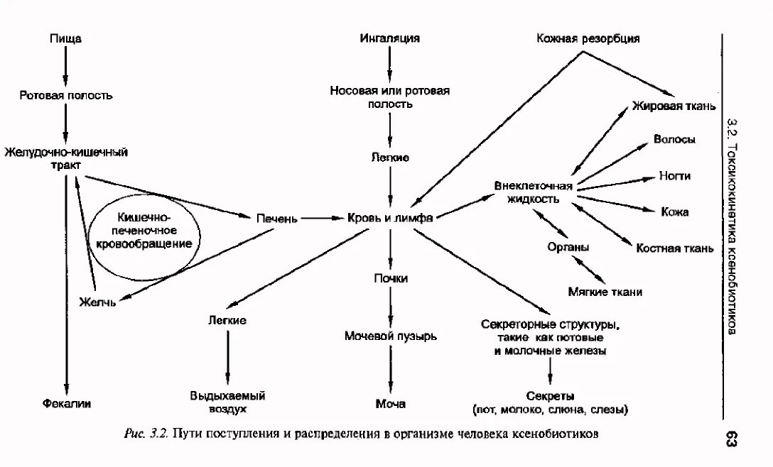 Ксенобиотики в организме. Пути поступления ксенобиотиков в организм человека. Схема метаболизма ксенобиотиков. Пути поступления и распределения ксенобиотиков. Пути поступления ксенобиотиков в организм человека схема.