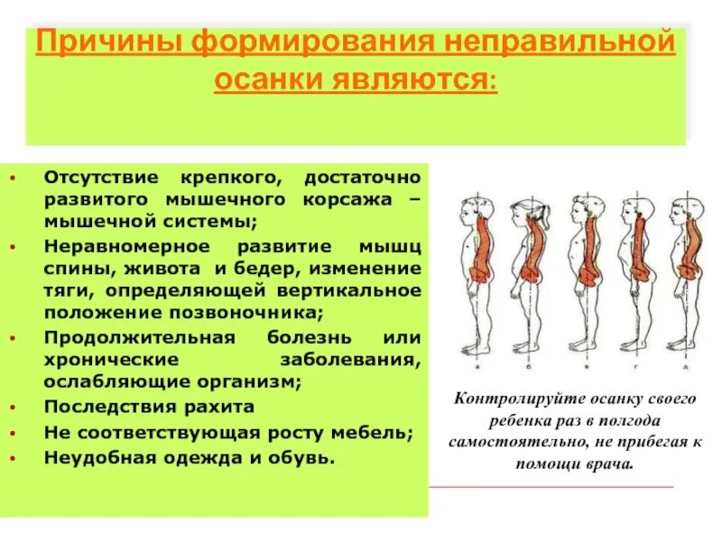 Правильная осанка формируется под влиянием физических упражнений