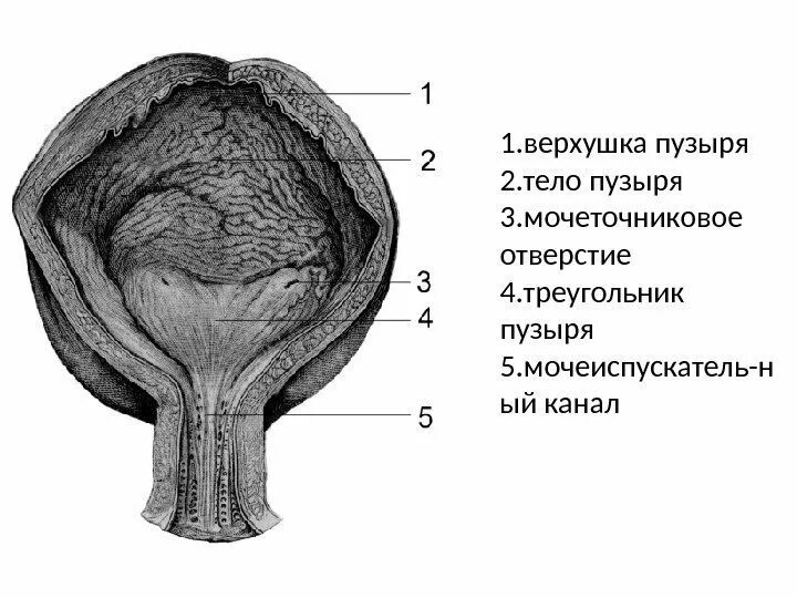 Мочепузырный треугольник. Структура мочевого пузыря. Шейка мочевого пузыря анатомия. Мышцы мочепузырного треугольника. Внешнее строение мочевого пузыря.