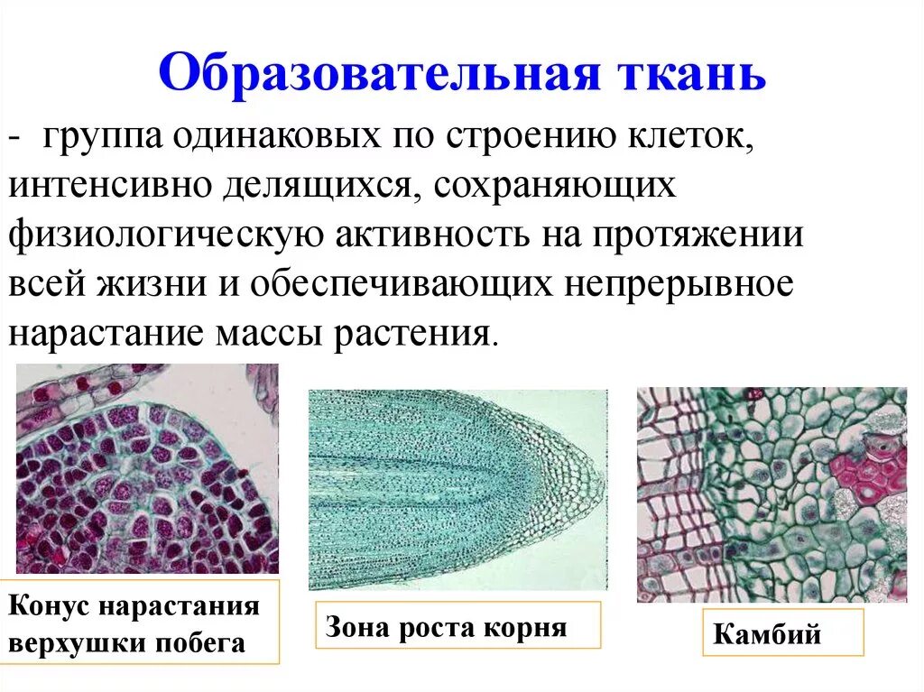 Образовательная ткань выполняет функцию. Образовательная ткань растений конус нарастания. Ткани растений образовательная ткань строение и функции. Строение клетки образовательной ткани. Строение клеток образовательной ткани у растений.