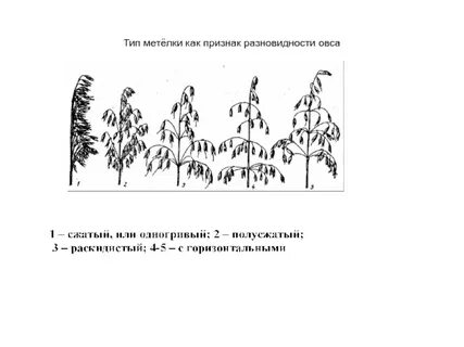 Овес соцветие