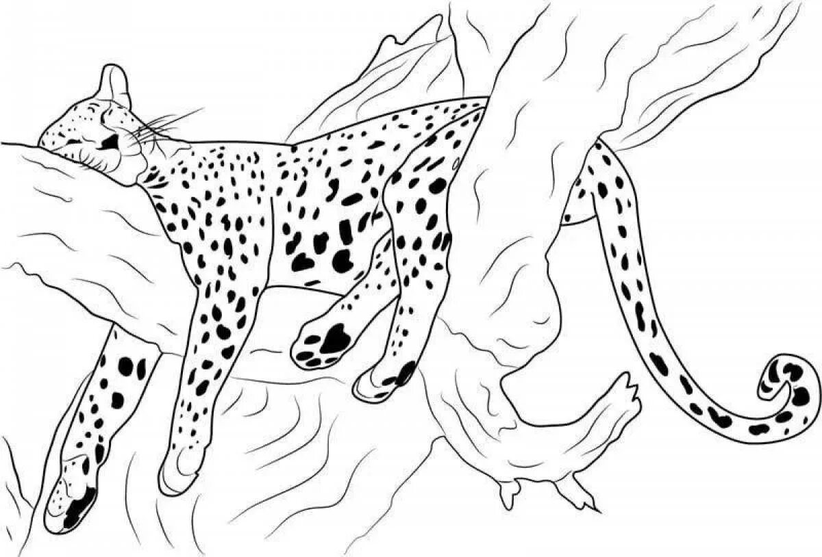 Рысь задания. Раскраска гепард. Гепард раскраска для детей. Раскраска леопард. Леопард раскраска для детей.