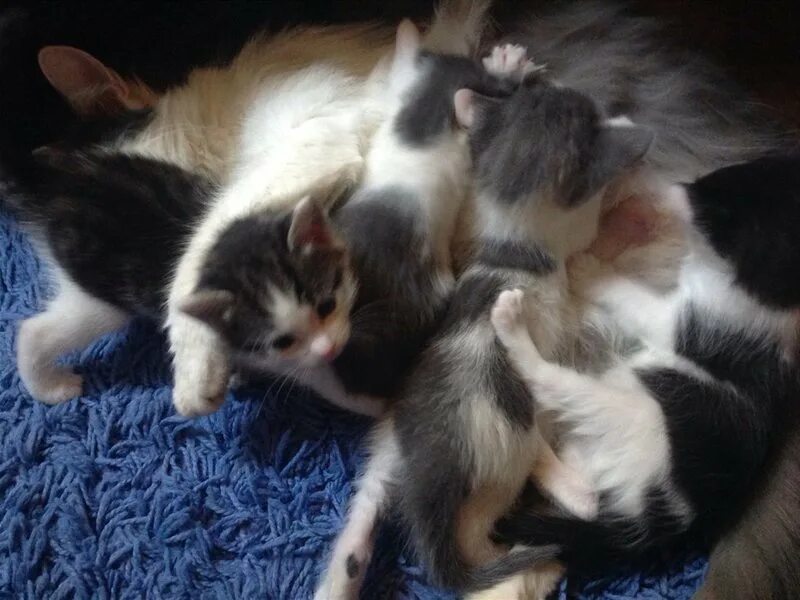 бело-черный котенок в добрые руки. добрые руки. черно-белые котята в добрые руки. обычные котята. акция добрые руки.