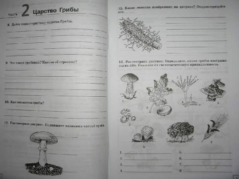 Биология рабочая тетрадь царство грибы. Биология 5 класс рабочая тетрадь грибы. Задания по грибам. Рабочая тетрадь по биологии тема грибы.