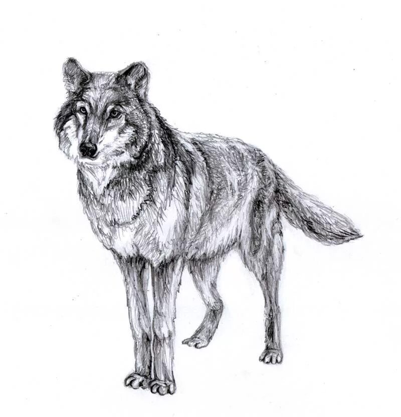 Картинки волка рисунки. Волк рисунок. Нарисовать волка. Йолка рисунок. Рисунки Волков карандашом.