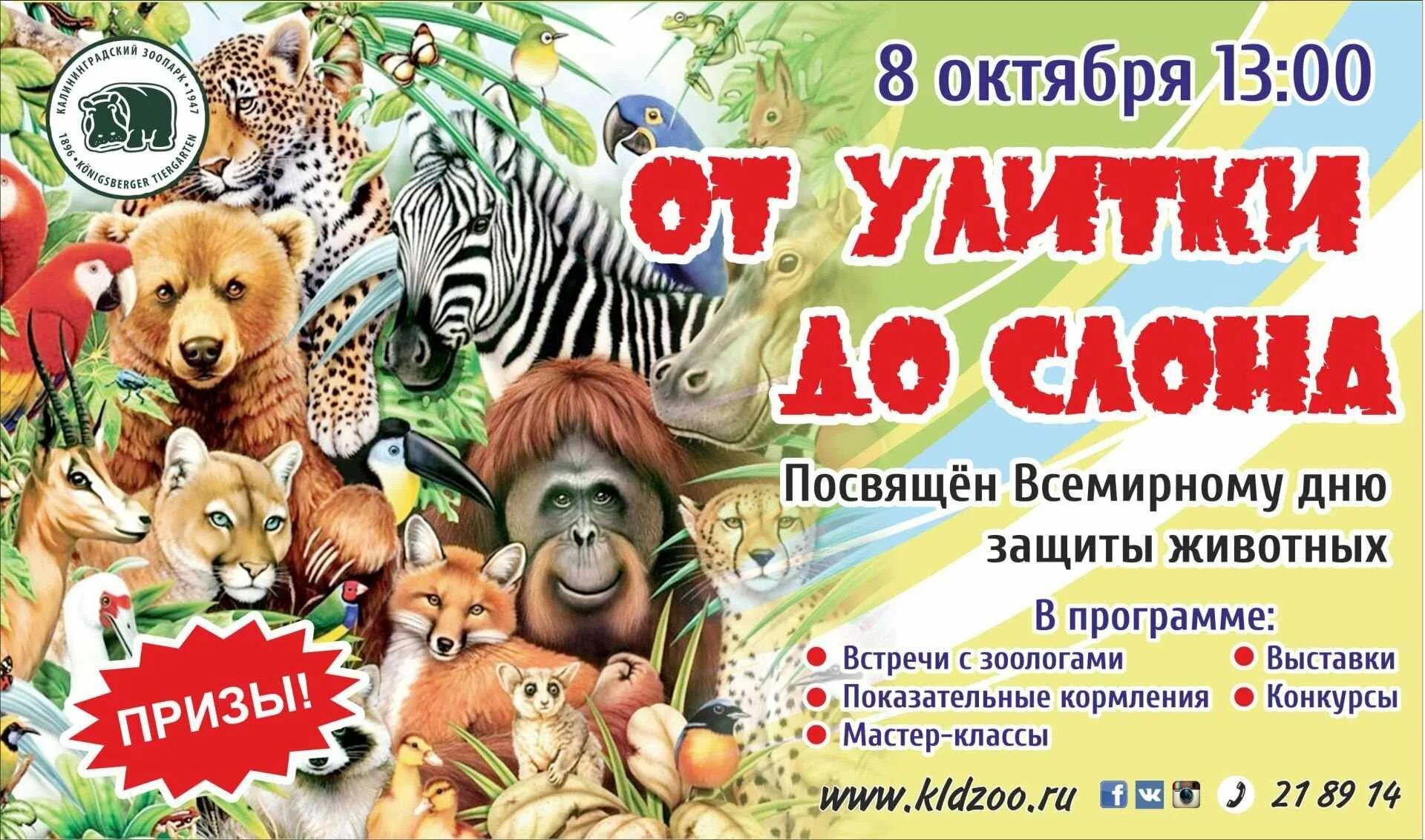 День защиты животных. Всемирный день защиты животных. Афиша зоопарка для детей. Приглашаем в зоопарк.