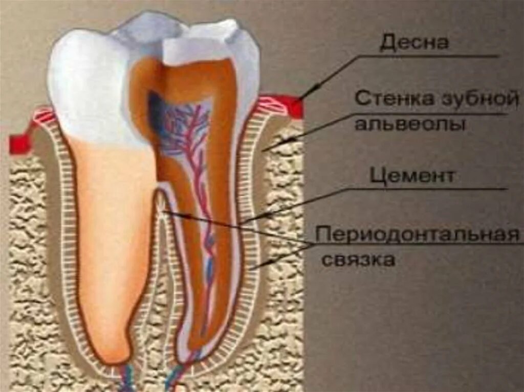 Зубной нерв строение зуба. Строение зуба периодонтит. Строение зубов человека пульпа. Зуб анатомия периодонтит. Где находится десна