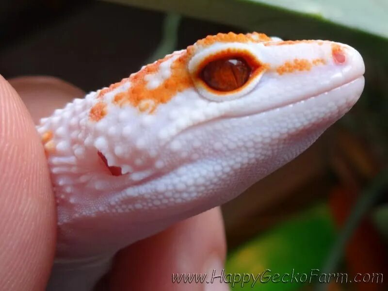 синдром энигмы у эублефаров