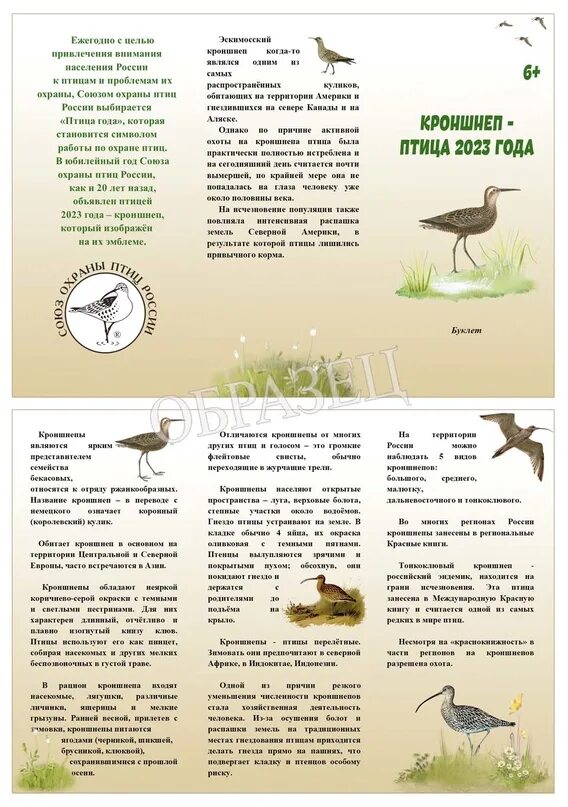 Союз охраны птиц россии птица года 2024. Птица года 2023 в России. Кроншнеп буклет. Союз охраны птиц России. Птица кроншнеп презентация.