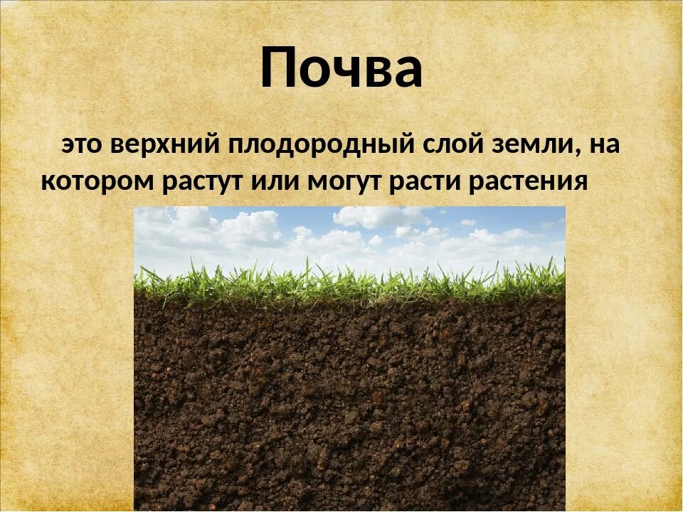 Почва. Почвенный слой земли. Почва презентация. Тема урока почва. Плодородие почв при движении к полюсам