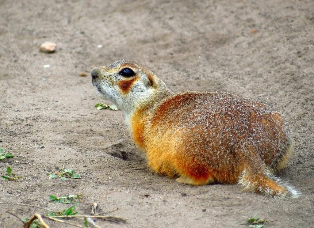 Суслик Краснощёкий Кемеровская область. Суслик Краснощекий (Spermophilus erythrogenys). Citellus erythrogenys. Суслик краснощекий