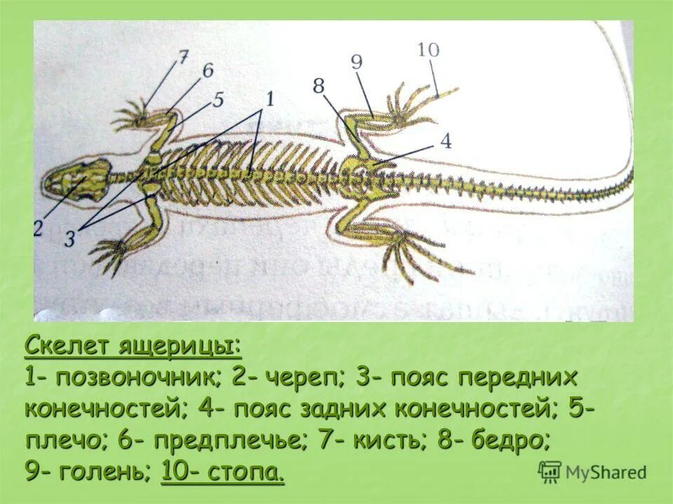 Отделы скелета ящерицы