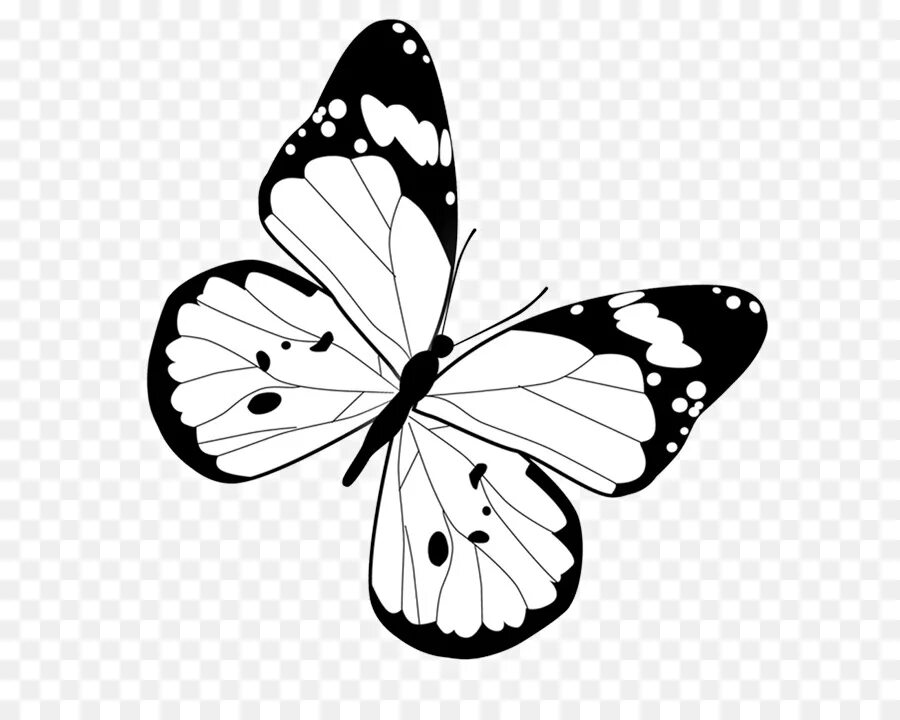 Бабочки на белом фоне. Бабочка рисунок. Бабочка белая. Нарисованная бабочка на белом фоне.