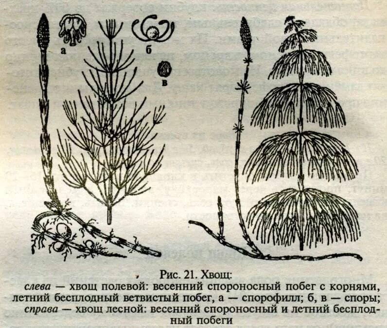 Хвощ полевой Луговой Лесной. Хвощ зимующий строение. Побег хвоща лесного. Вегетативный побег хвоща полевого.